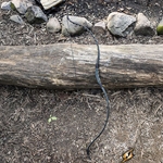 Squire Bow - Medium - LARP - Black