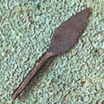 Curved Leafblade Medieval Arrowhead